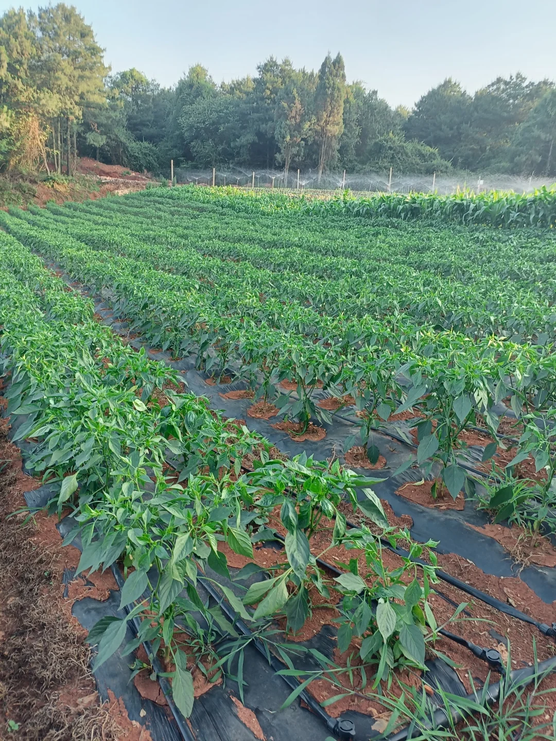 租十亩地种菜,初期投资大揭秘?