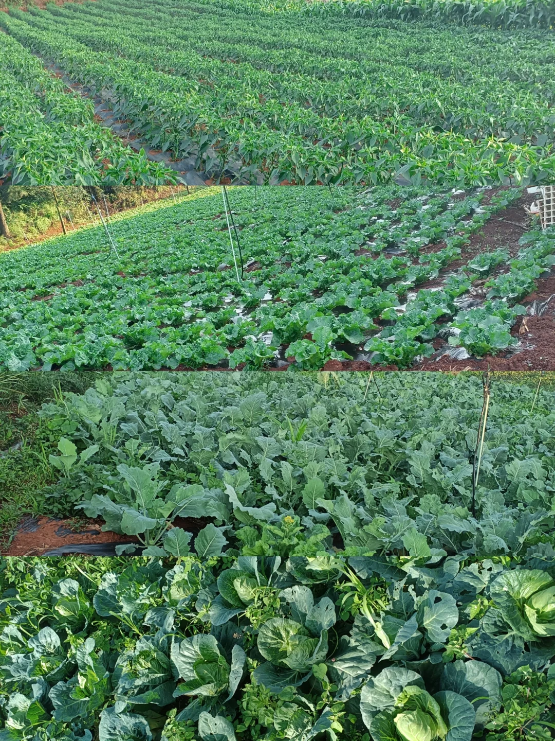 租十亩地种菜,初期投资大揭秘?