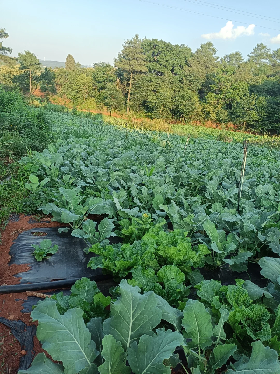 租十亩地种菜,初期投资大揭秘?