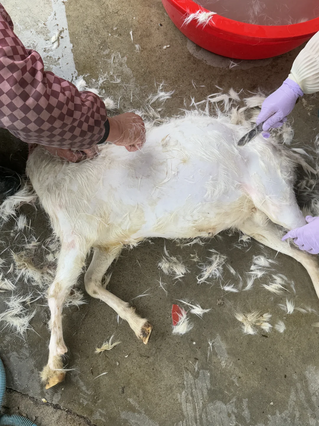 պݹ˿ԤƤ27.69??1??0??