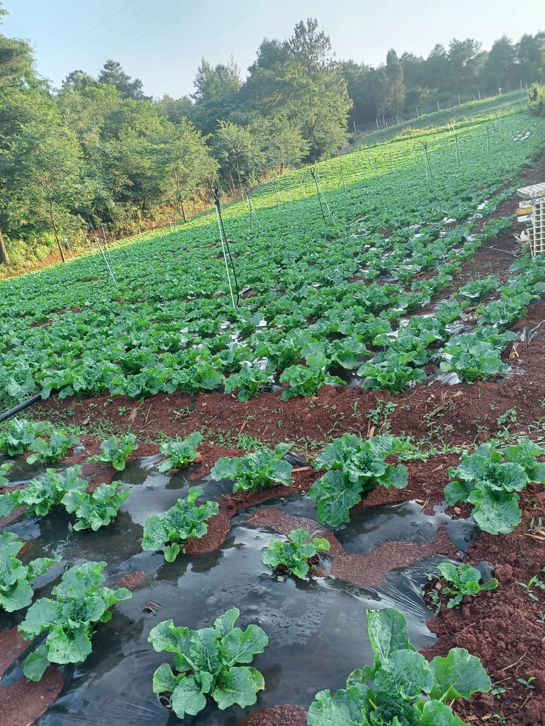 租十亩地种菜,初期投资大揭秘?