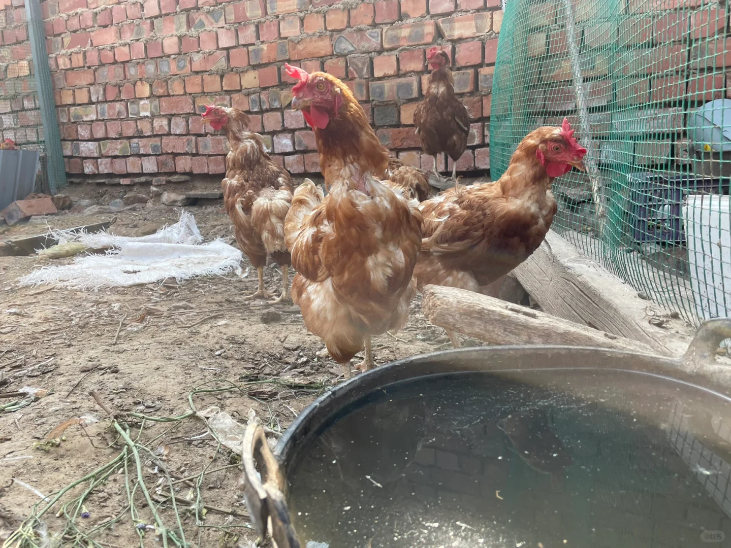 听说公公一只下蛋母鸡卖30元