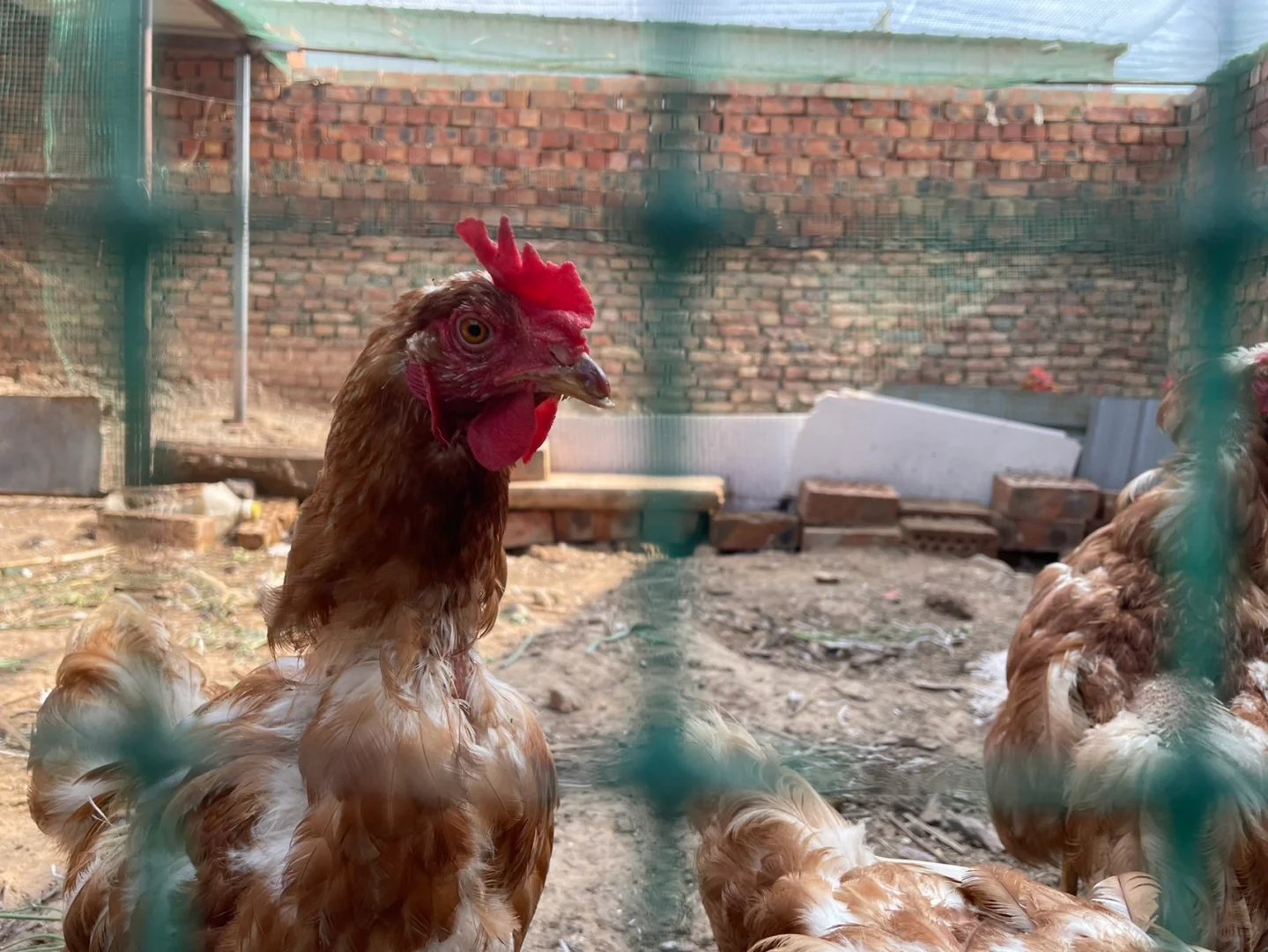 听说公公一只下蛋母鸡卖30元