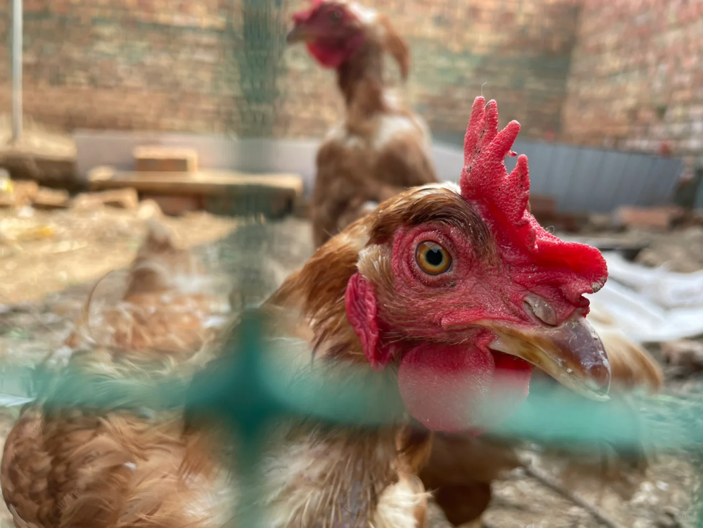 听说公公一只下蛋母鸡卖30元