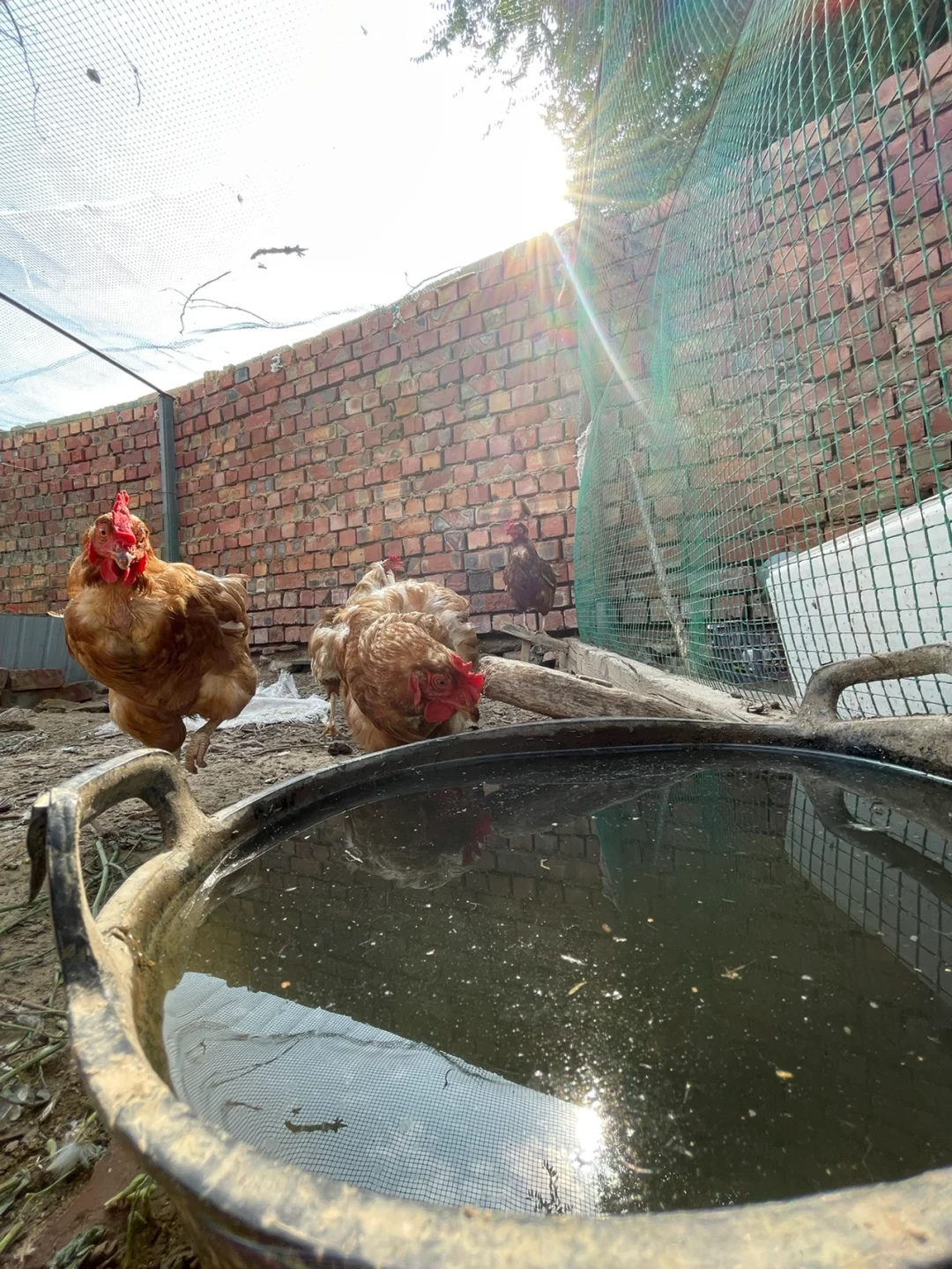 听说公公一只下蛋母鸡卖30元