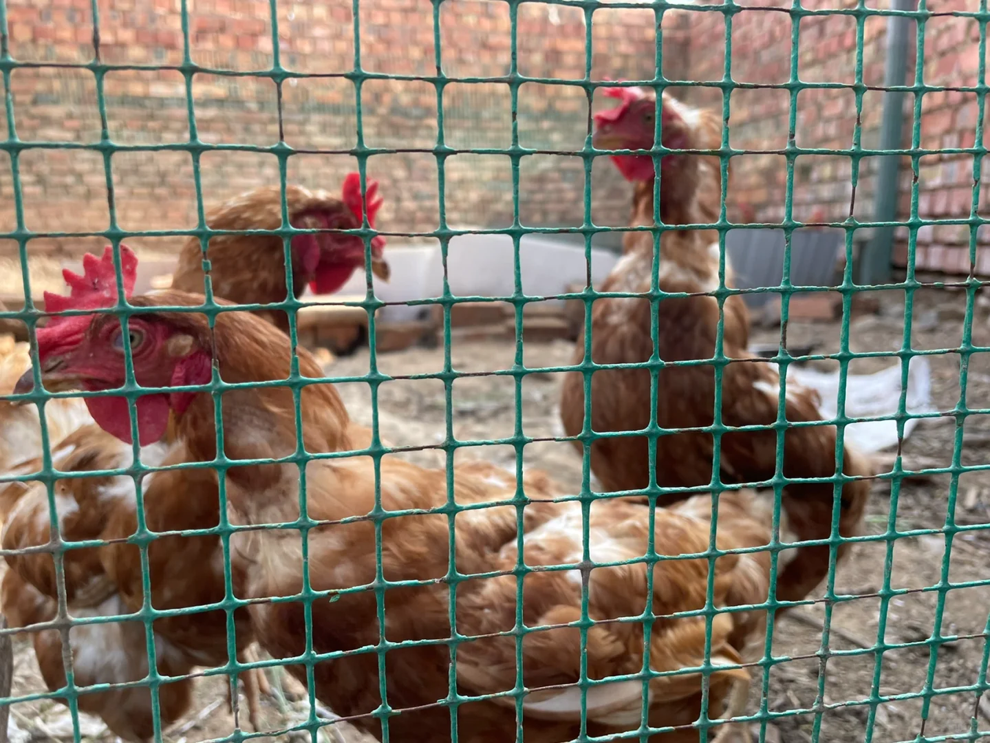 听说公公一只下蛋母鸡卖30元