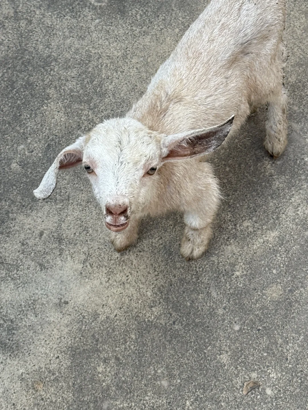 捡了个小羊后,我居然对小羊过敏了!!!