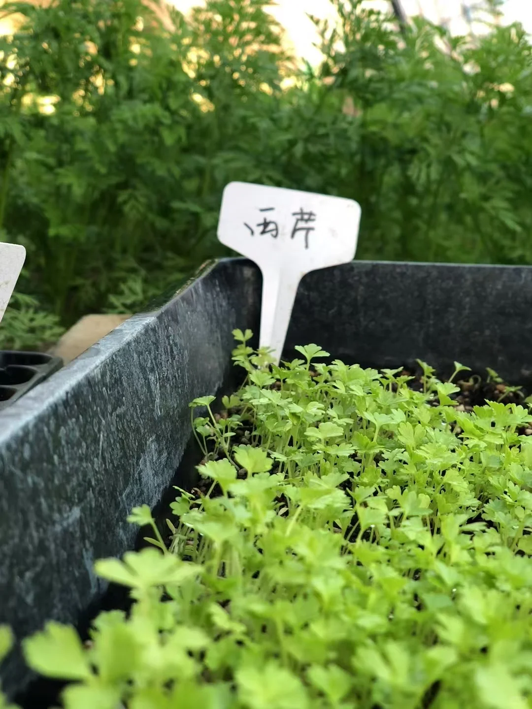 a peaceful farming day ???