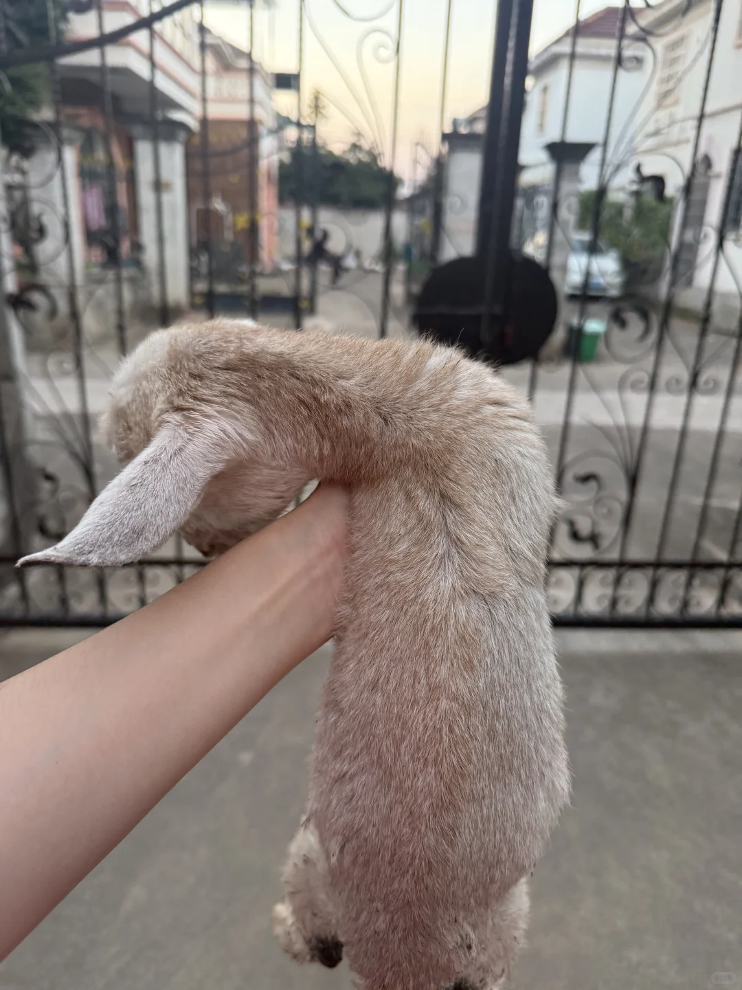 捡了个小羊后,我居然对小羊过敏了!!!