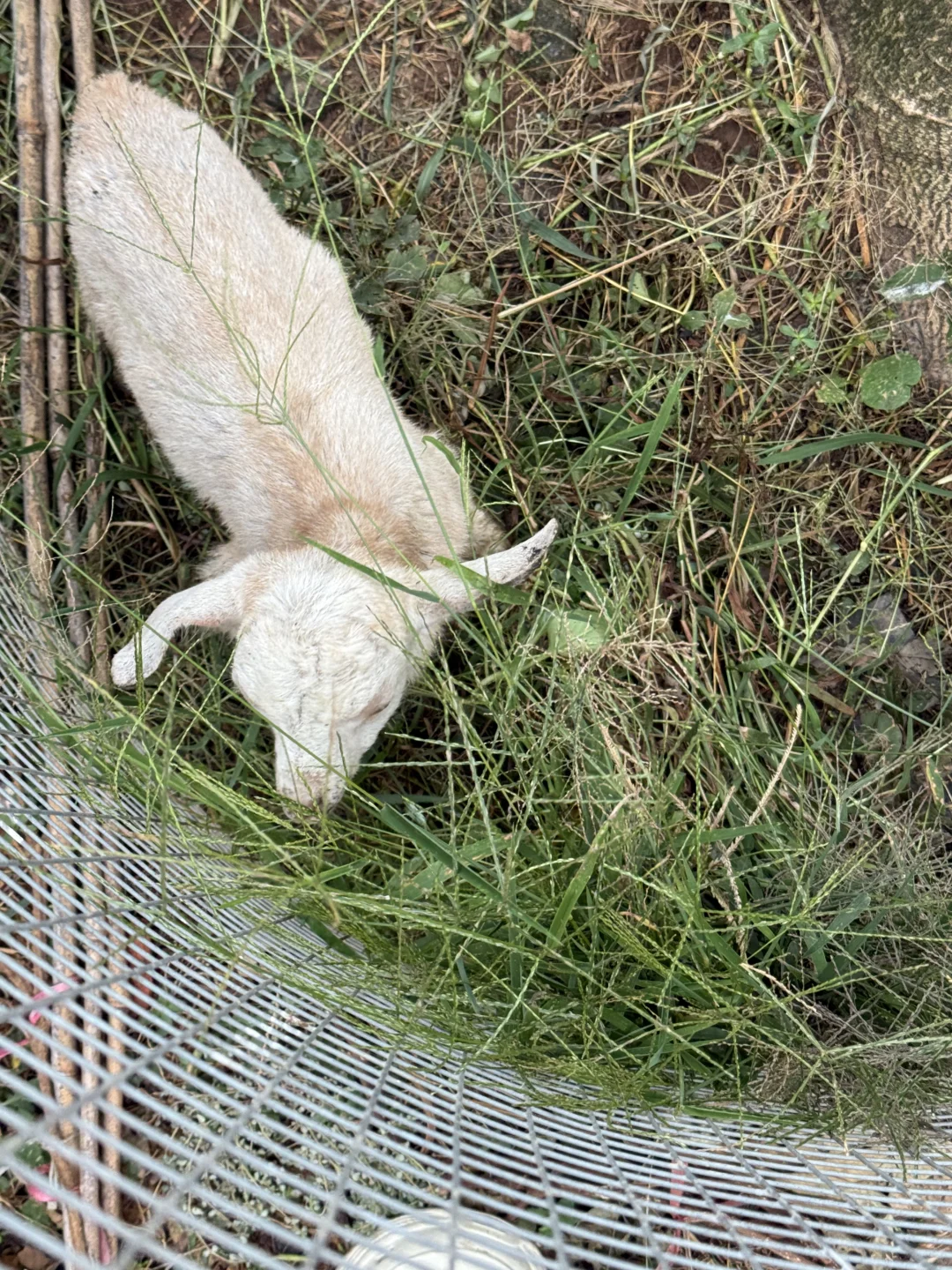 捡了个小羊后,我居然对小羊过敏了!!!