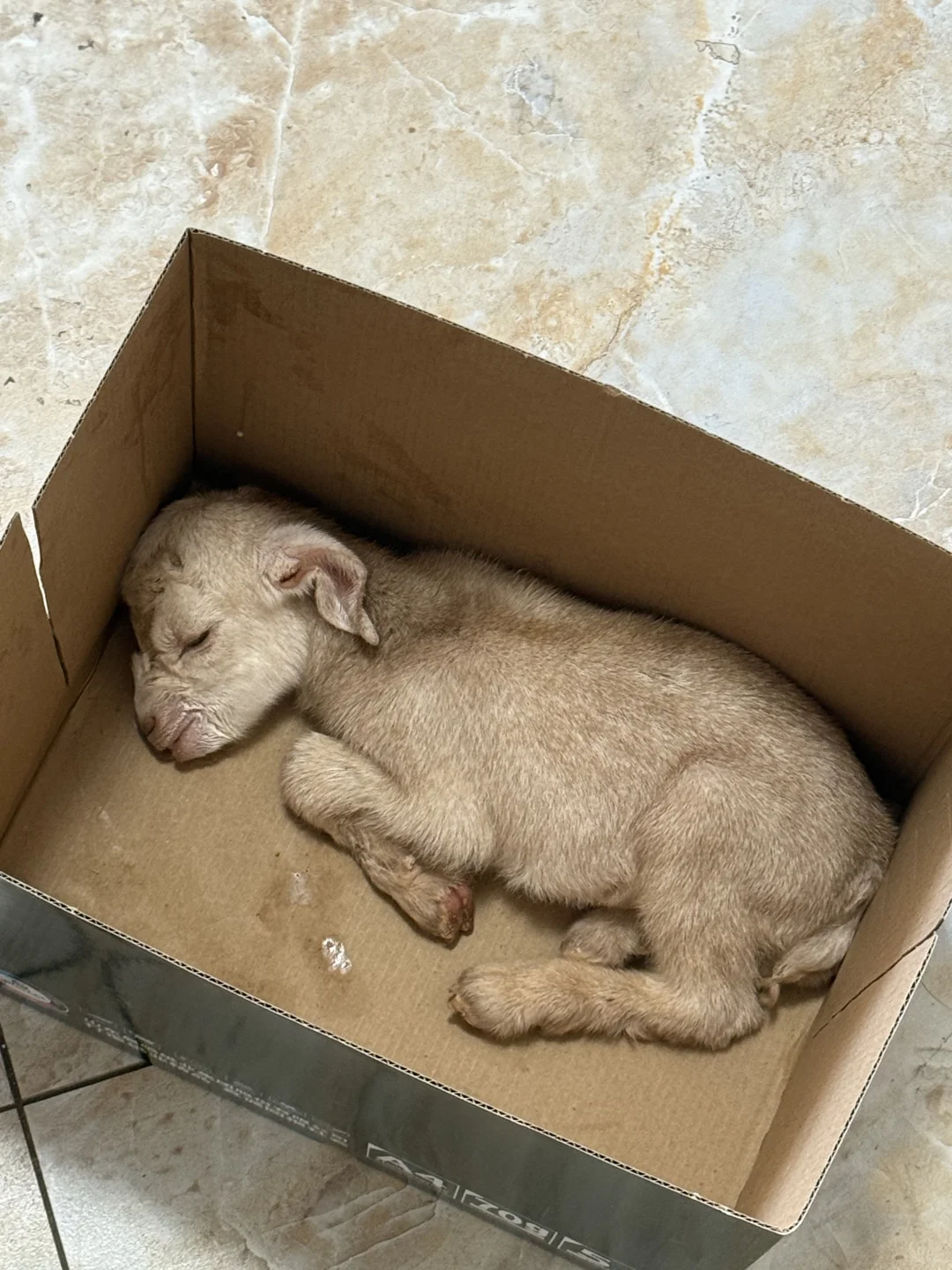 捡了个小羊后,我居然对小羊过敏了!!!