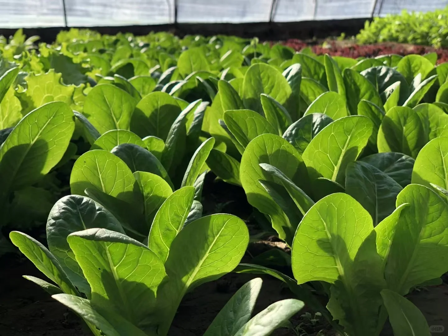 a peaceful farming day ???