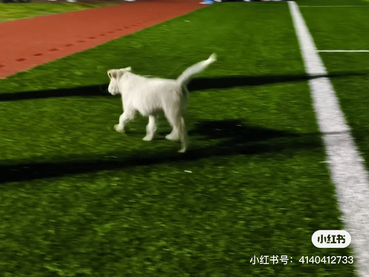 留检所的狗何去何从