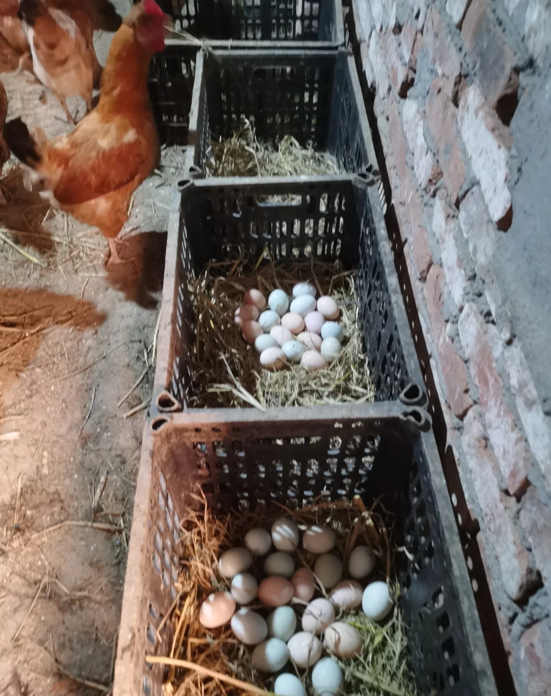 农村散养土鸡蛋1.5我妈让我问问有没人要