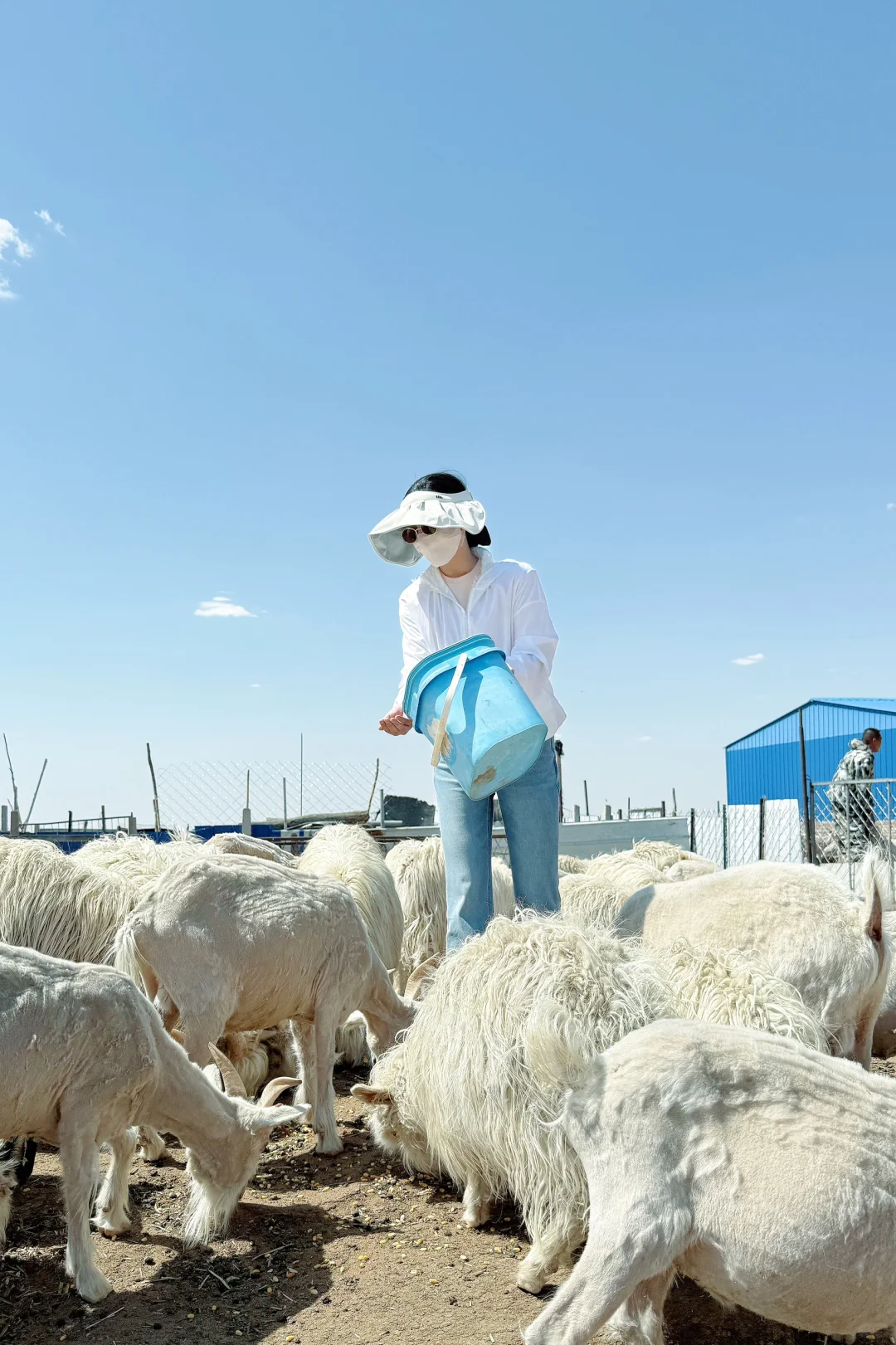 来承包的牧场挠羊绒啦!