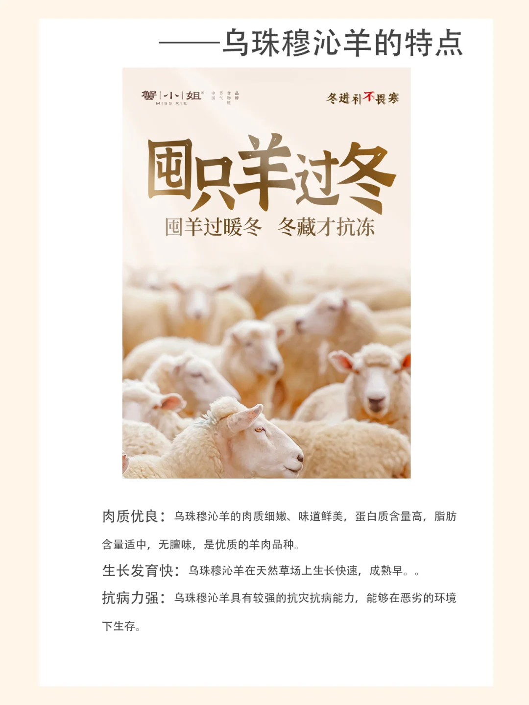 乌珠穆沁羊有什么特点?