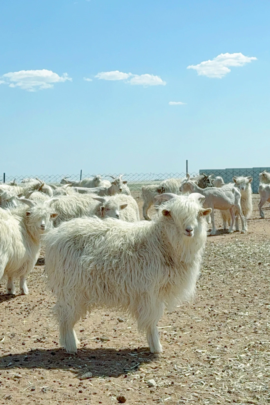 来承包的牧场挠羊绒啦!