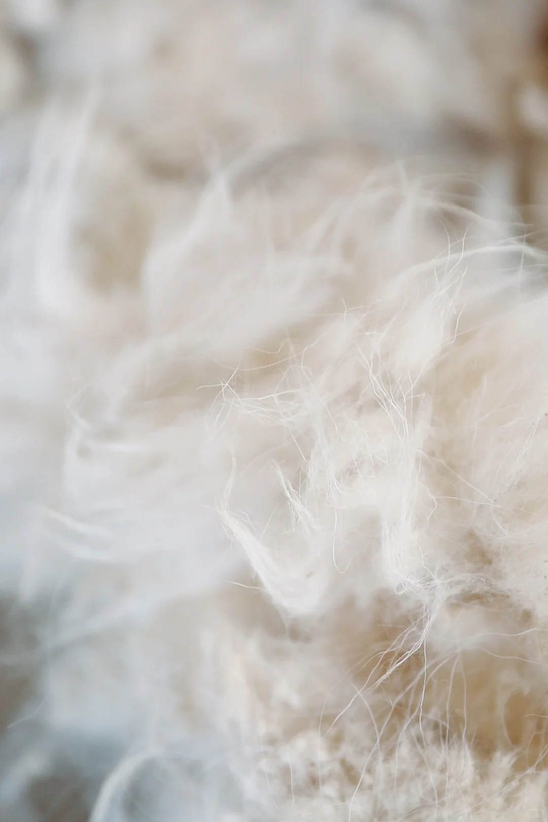 来承包的牧场挠羊绒啦!