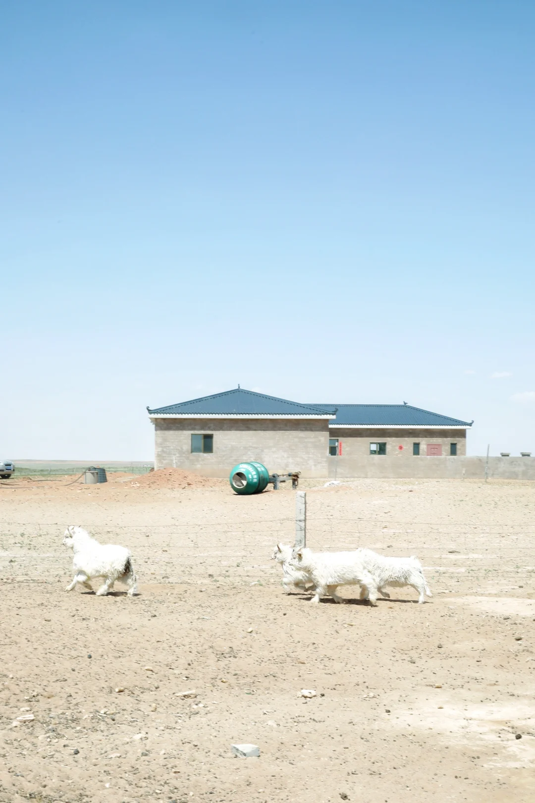 来承包的牧场挠羊绒啦!
