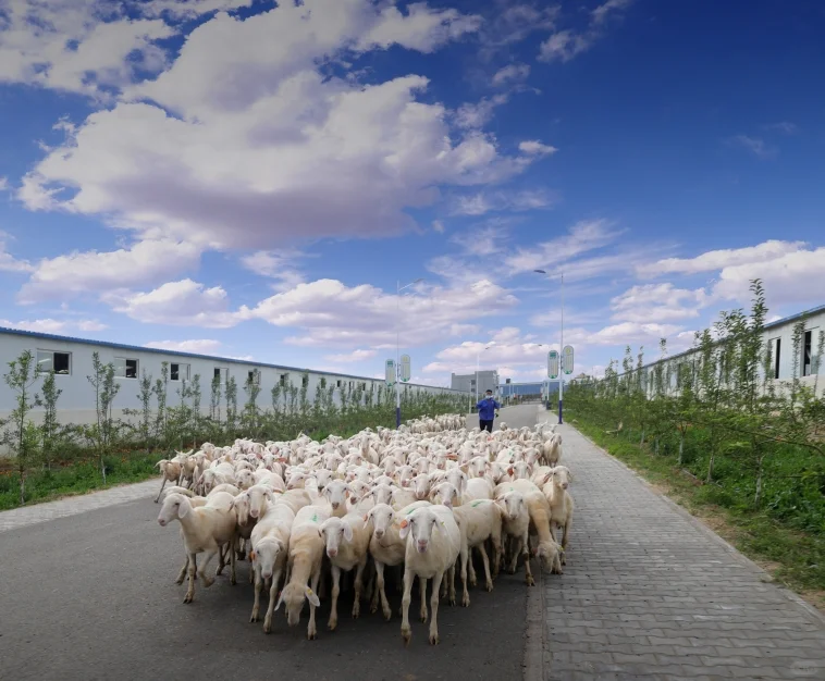 �����ʹȺ��� һֻ������������