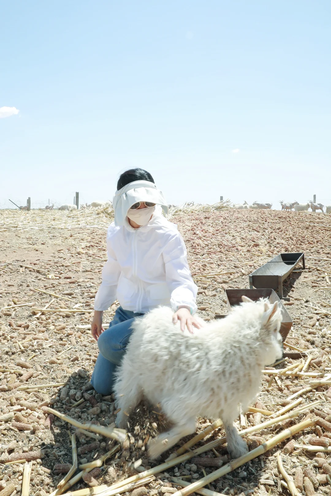 来承包的牧场挠羊绒啦!