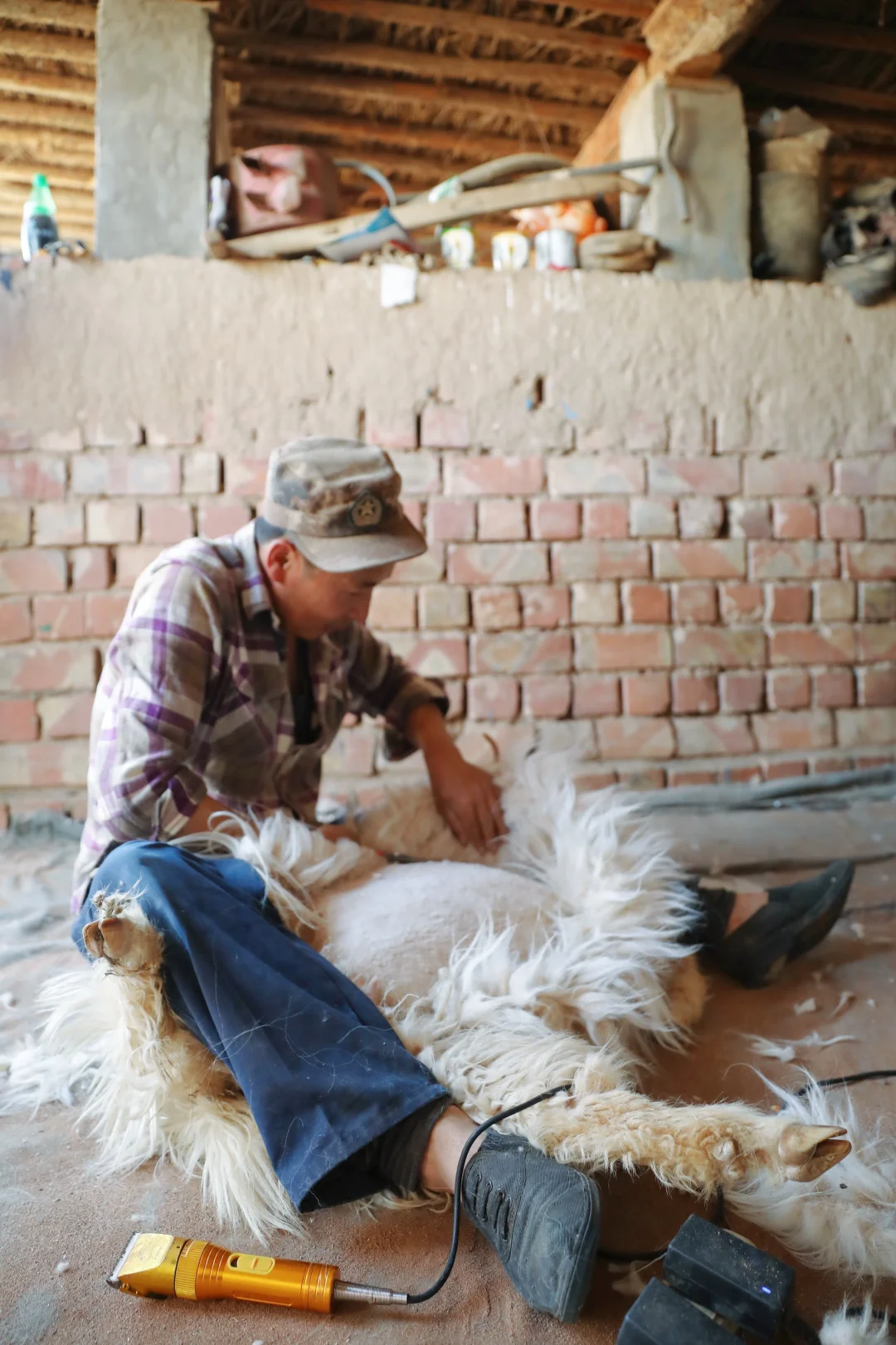 来承包的牧场挠羊绒啦!