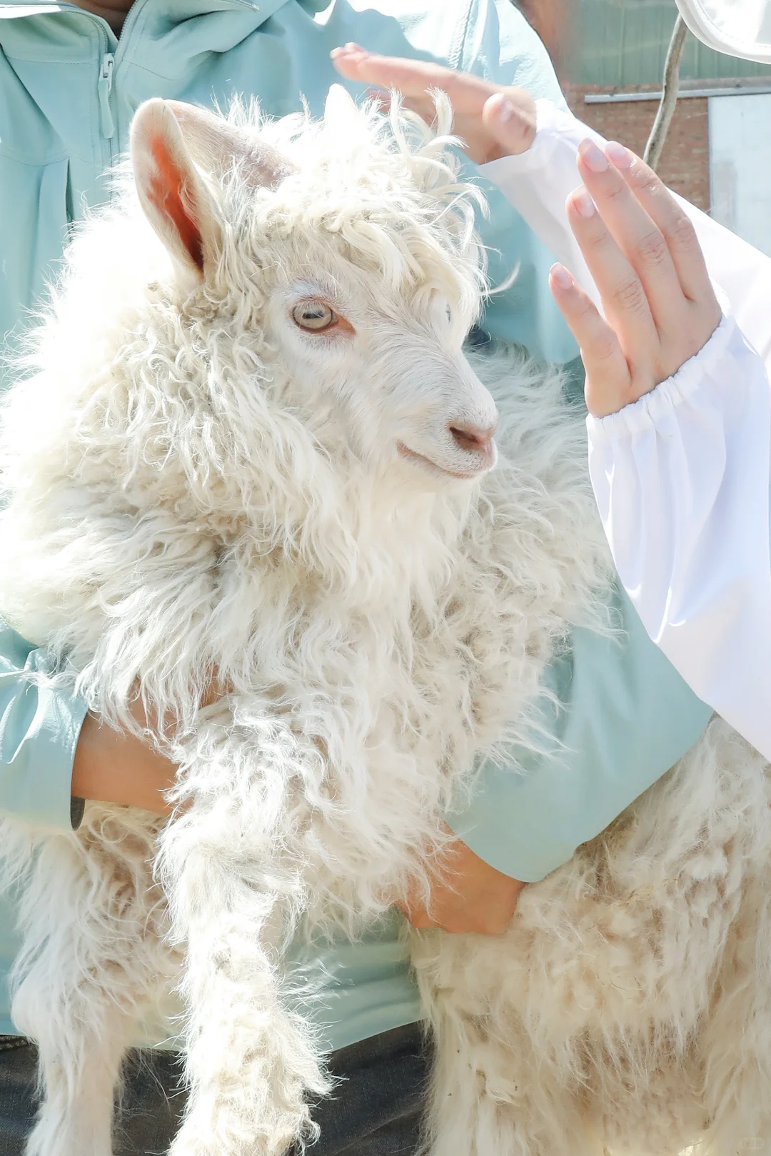 来承包的牧场挠羊绒啦!