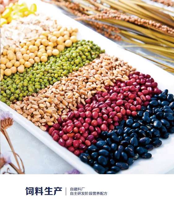 �����ʹȺ��� һֻ������������