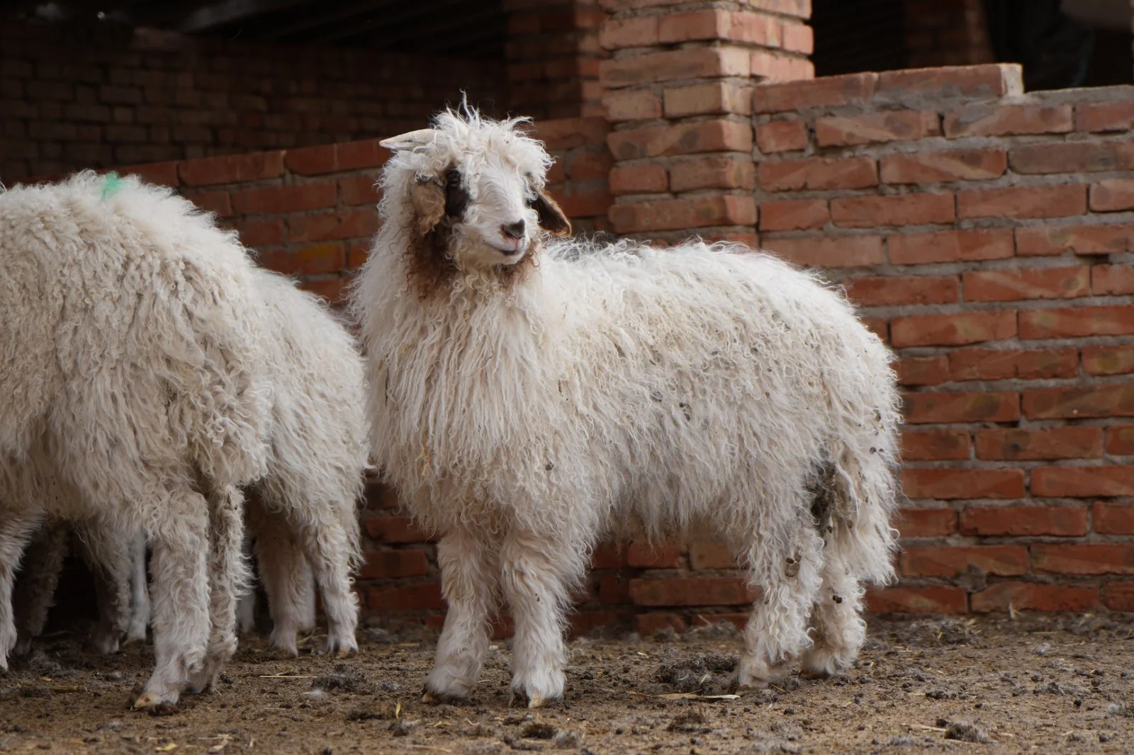 我说盐池滩羊是羊肉天花板,没人反对吧?