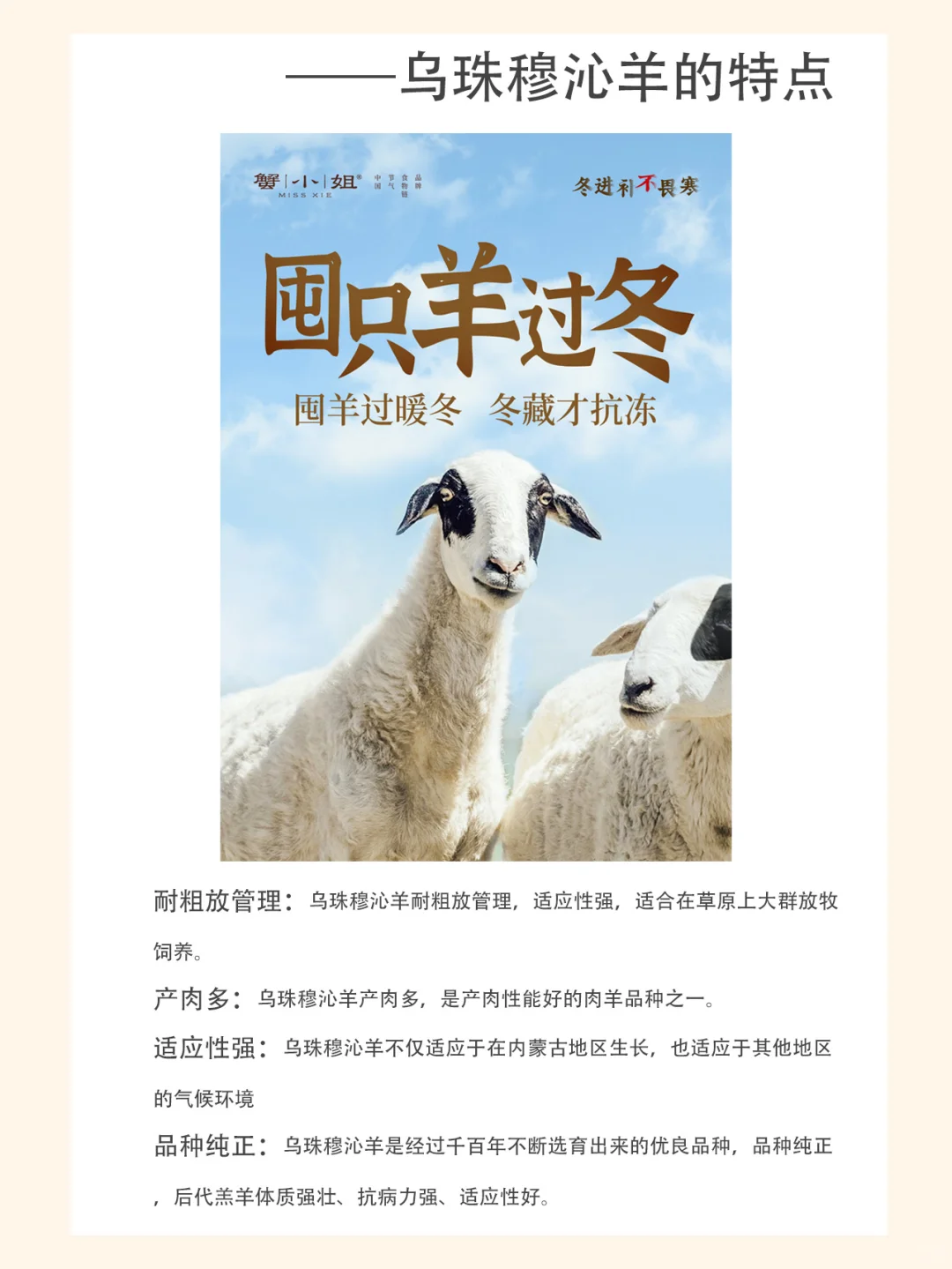 乌珠穆沁羊有什么特点?