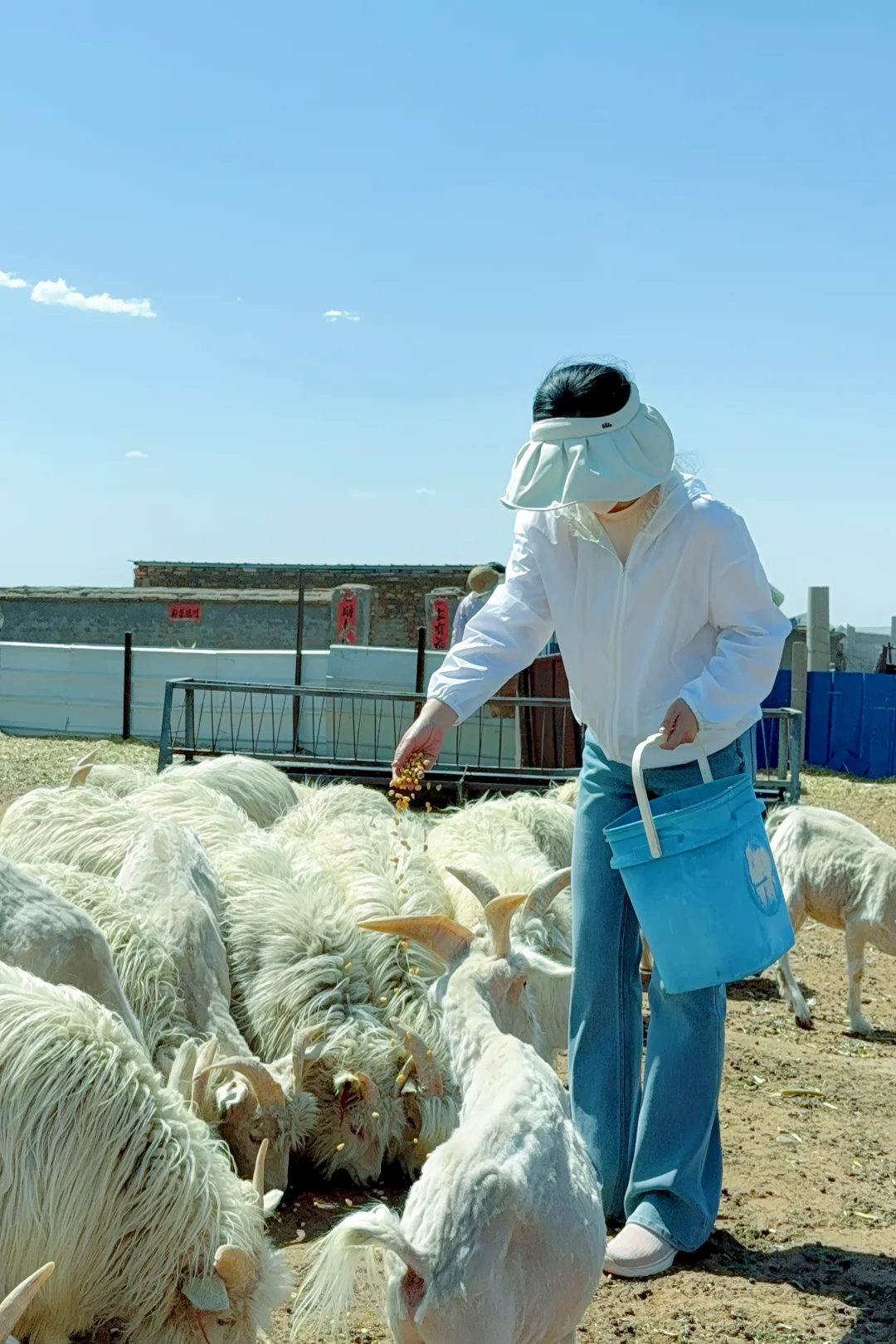 来承包的牧场挠羊绒啦!