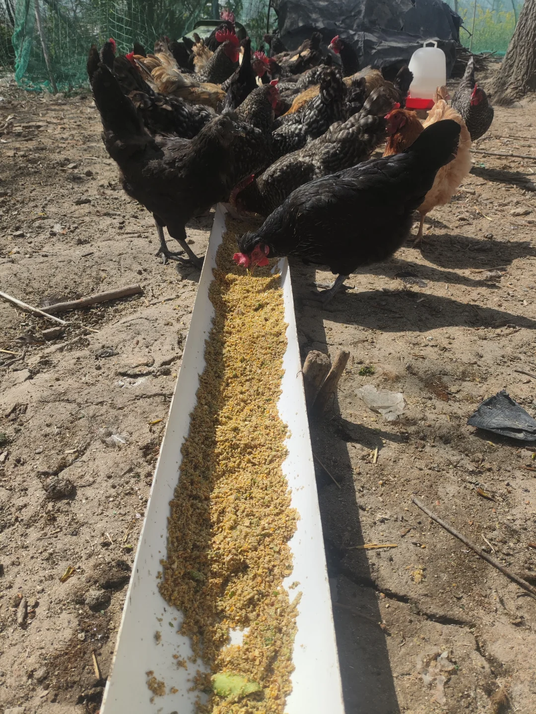 农村散养土鸡蛋1.5我妈让我问问有没人要