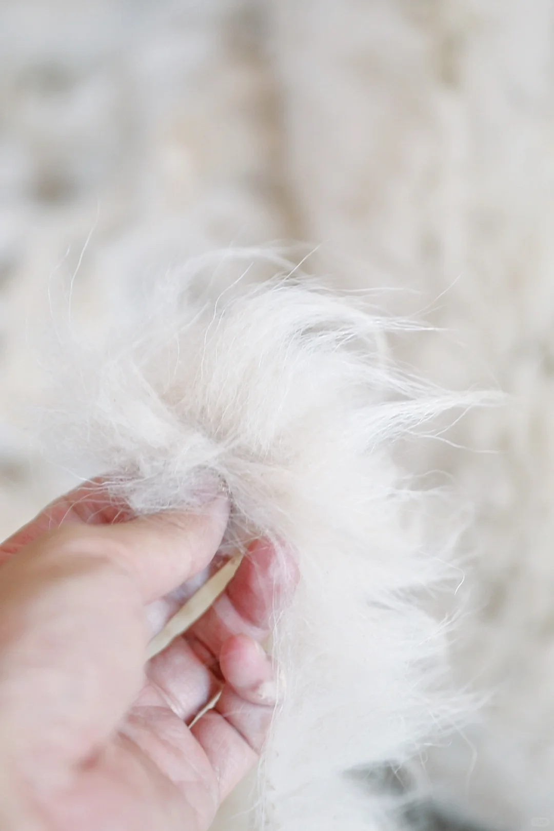 来承包的牧场挠羊绒啦!