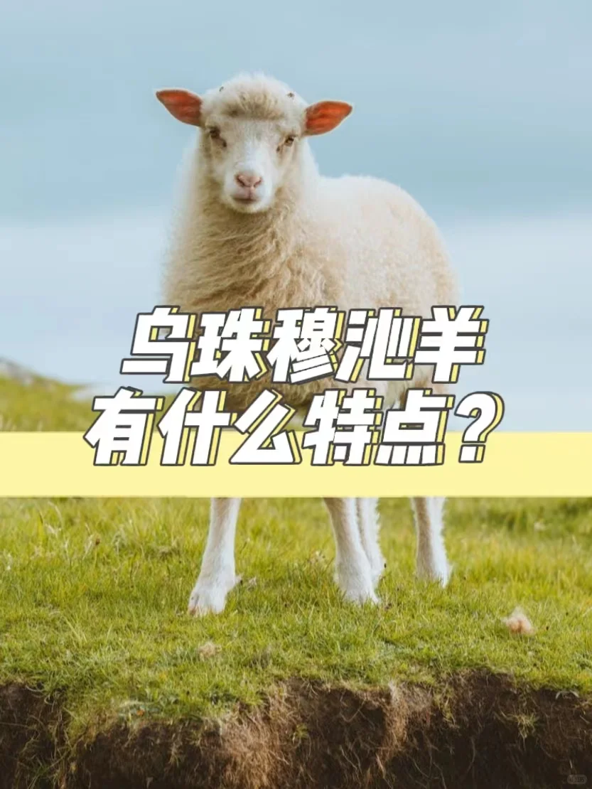 乌珠穆沁羊有什么特点?