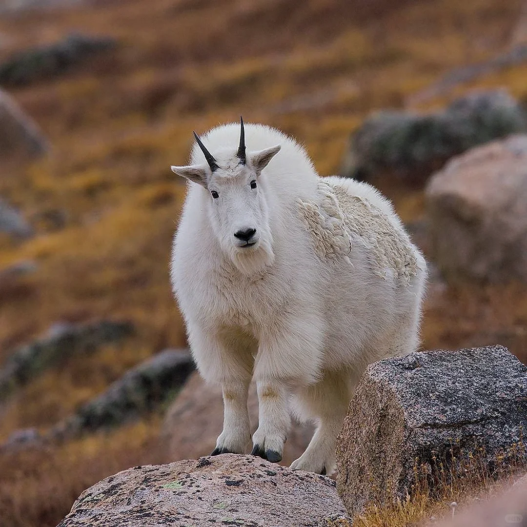 自然科普|山羊