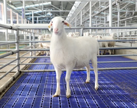 �����ʹȺ��� һֻ������������