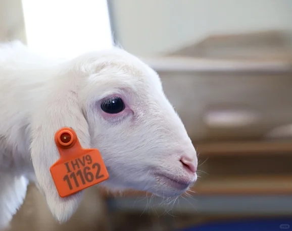 �����ʹȺ��� һֻ������������