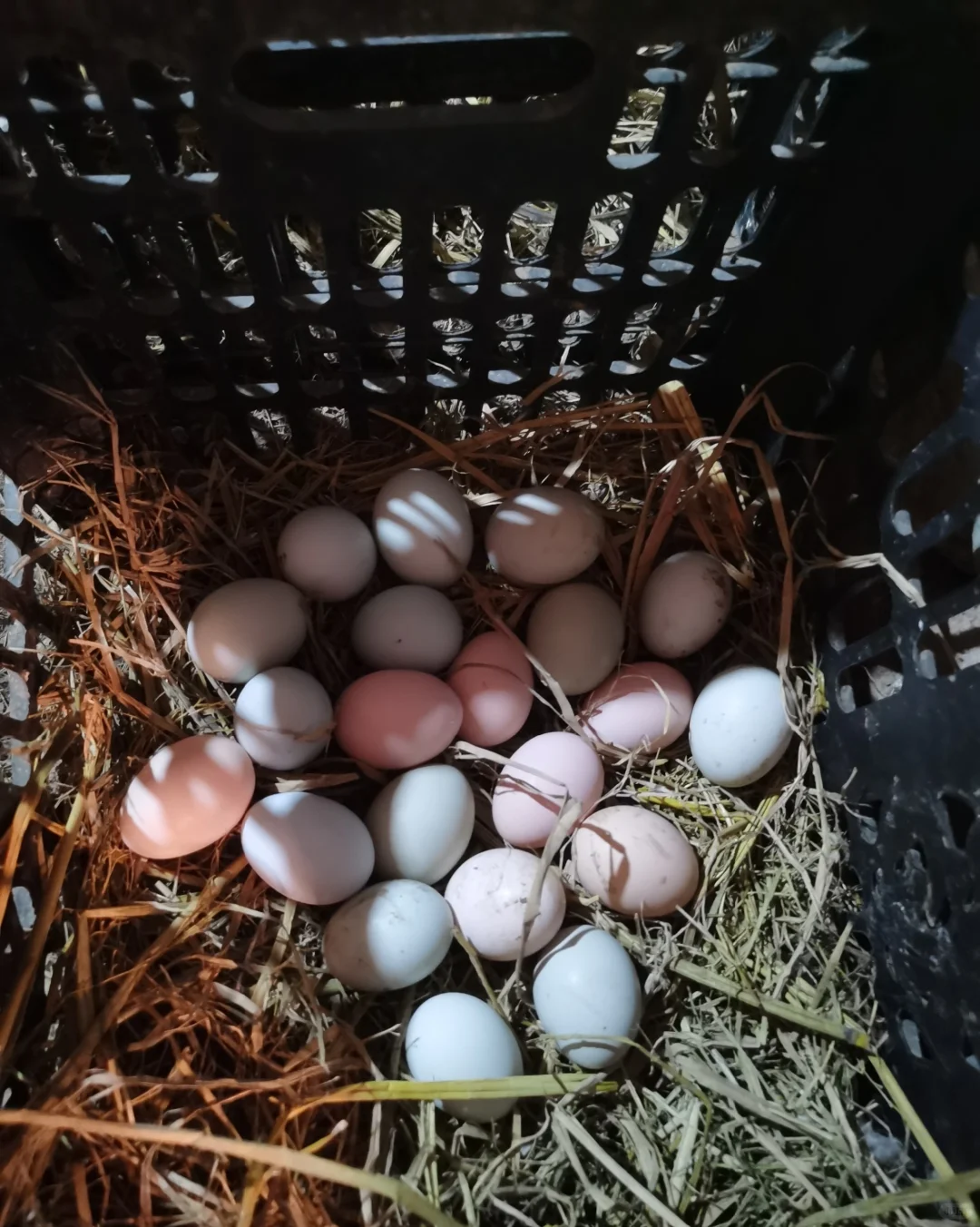 农村散养土鸡蛋1.5我妈让我问问有没人要