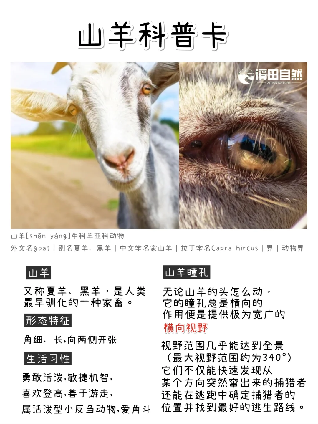 自然科普|山羊