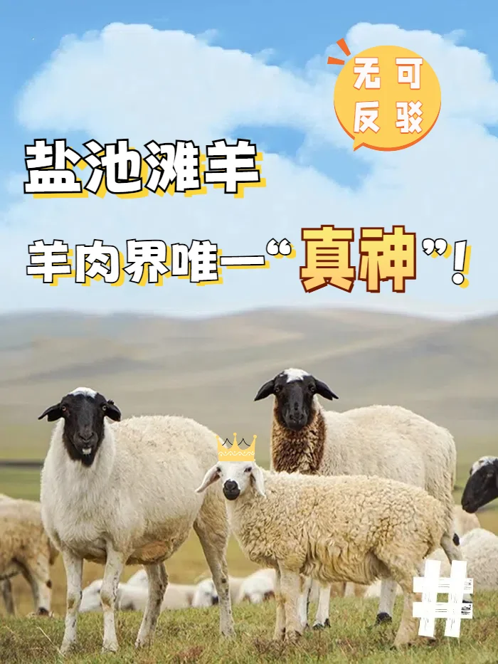 我说盐池滩羊是羊肉天花板,没人反对吧?