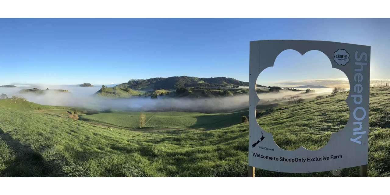 怀卡托地区的绵羊们,实在太country了!