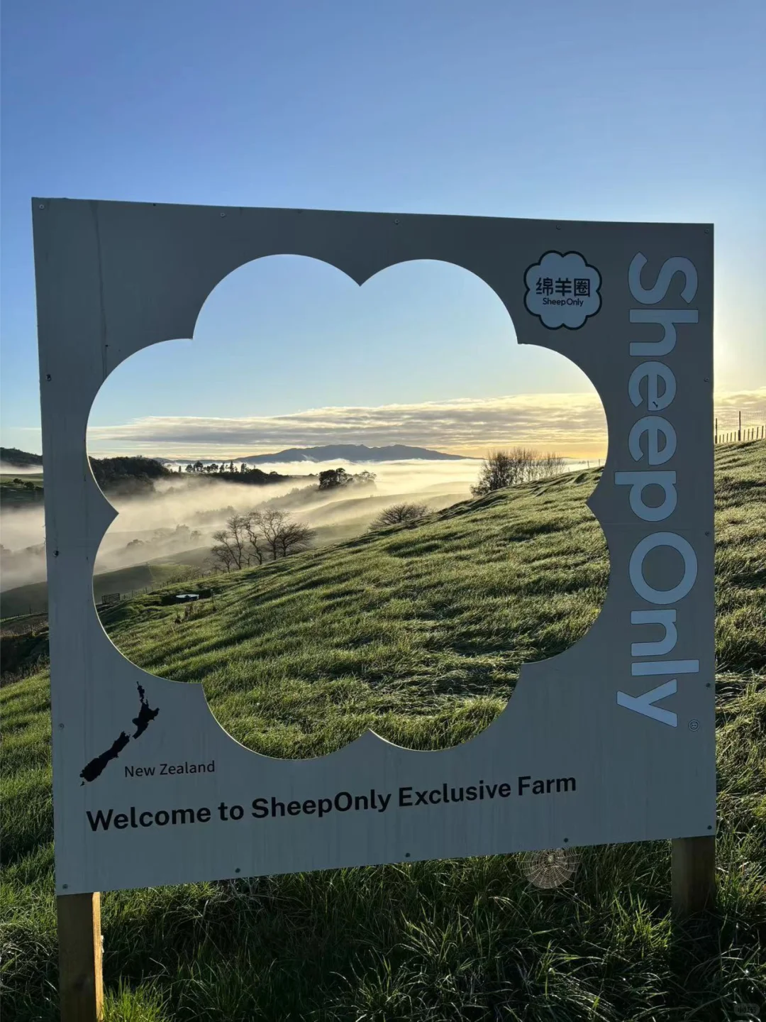 怀卡托地区的绵羊们,实在太country了!