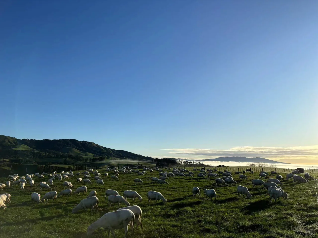 怀卡托地区的绵羊们,实在太country了!
