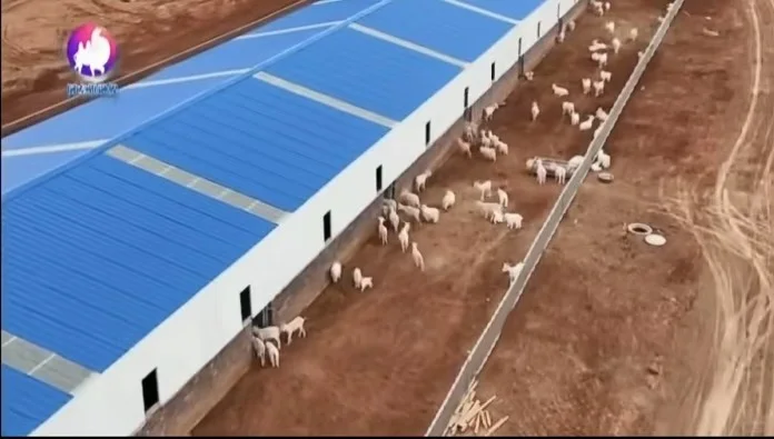 ? 绿色循环的“牧场哲学”