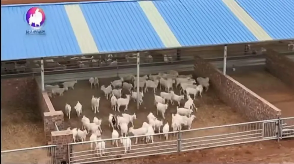 ? 绿色循环的“牧场哲学”