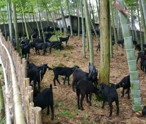 黑山羊养殖,怎样给它们创造优质的环境?