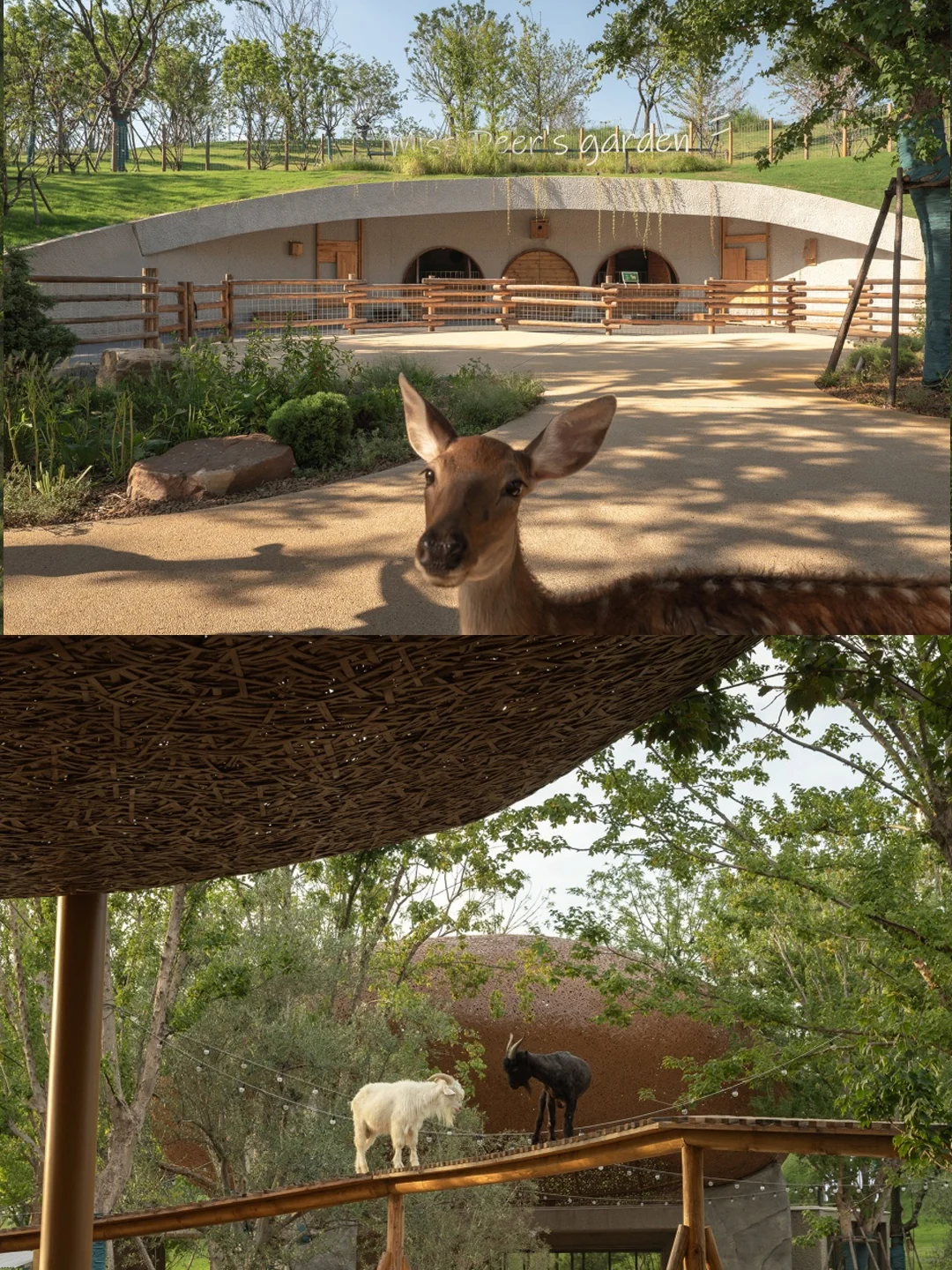 万社设计?麓客岛动物农场