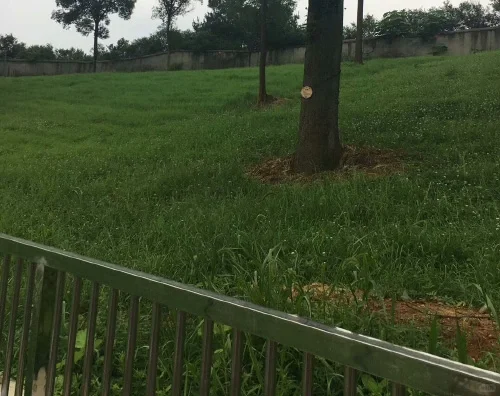 黑山羊养殖,怎样给它们创造优质的环境?