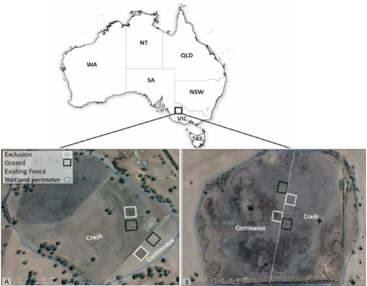 放牧如何影响湿地的“吸碳”能力?