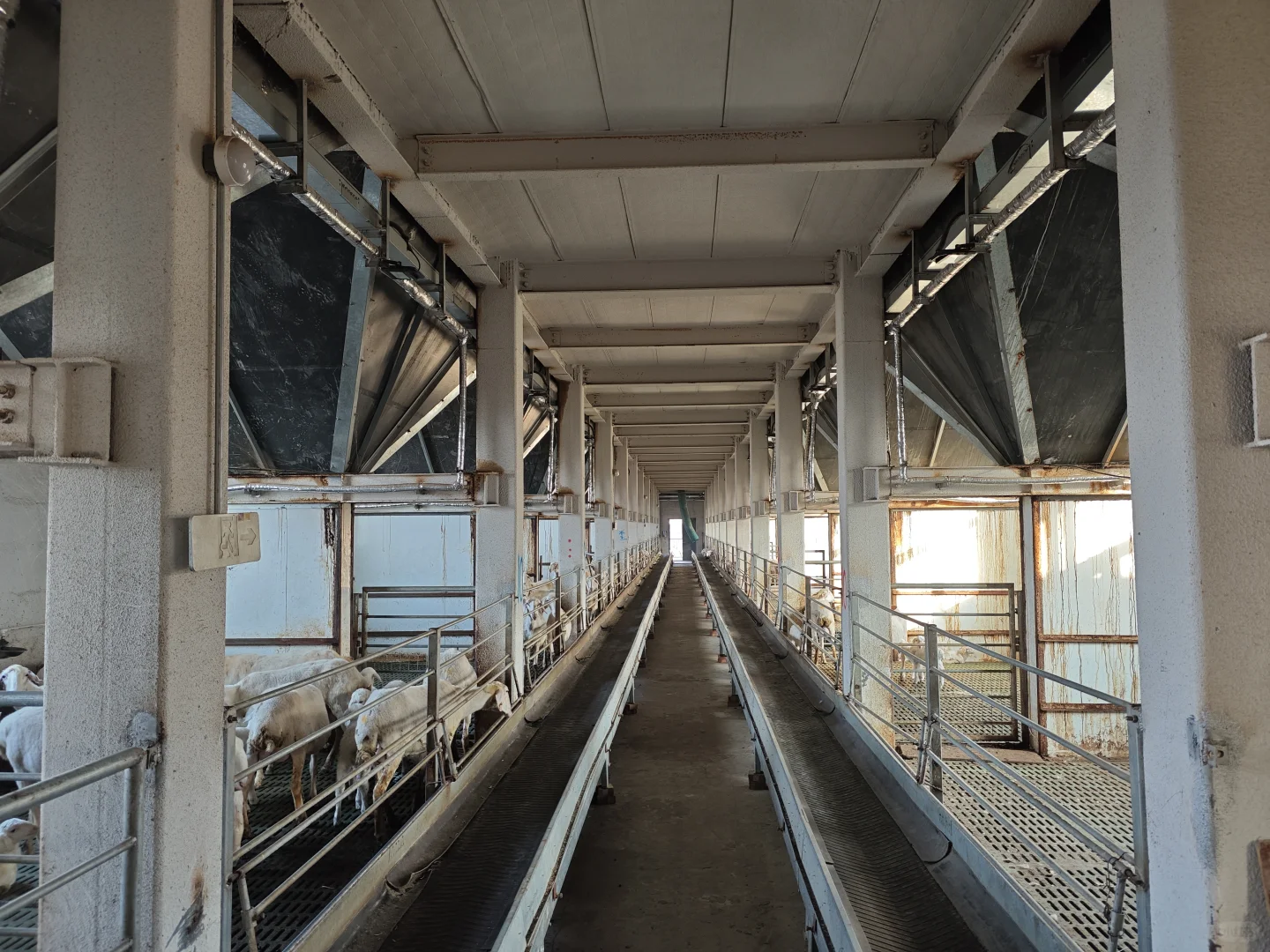 河南省养羊行业协会一行调研济源市下冶镇逢